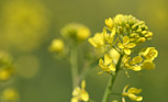 旬を味わう ―野菜の花―