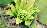 旬を味わう ―春野菜―