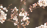 桜の旅