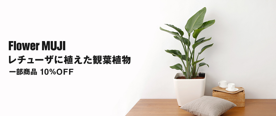 レチューザに植えた観葉植物 一部商品 10％OFF