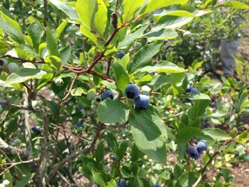 blueberry[1].jpg