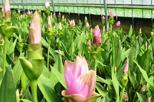 暑い夏も保ちのよい南国のお花 クルクマ