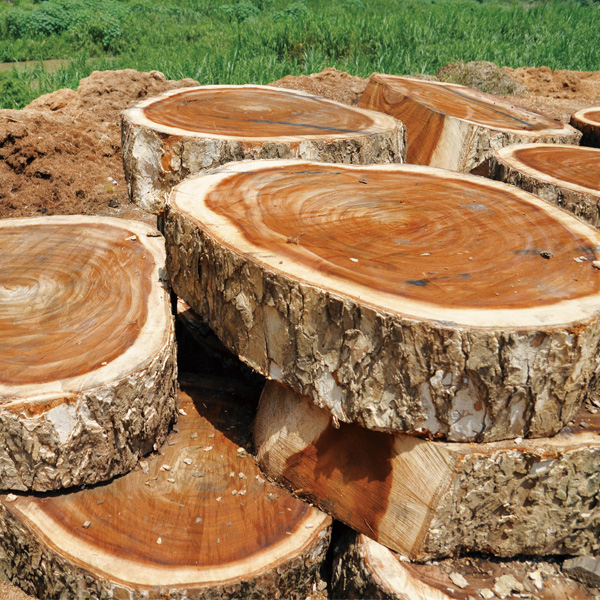 アカシア ボール 約直径２０ 高さ８ｃｍ アカシア 通販 無印良品