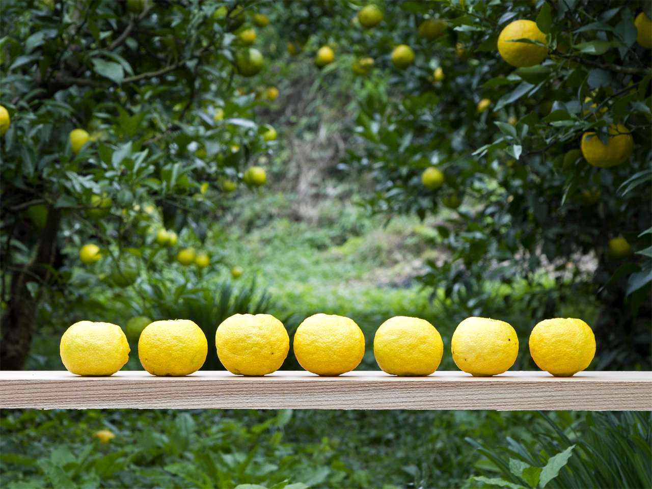 KITO YUZU株式会社 諸国良品 無印良品ネットストア