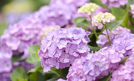 天気を読む（梅雨編）