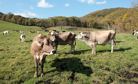 競争社会から協力社会へ ─「新得共働学舎」とソーシャルファーム─