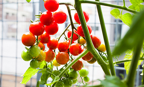 露地野菜を楽しむ