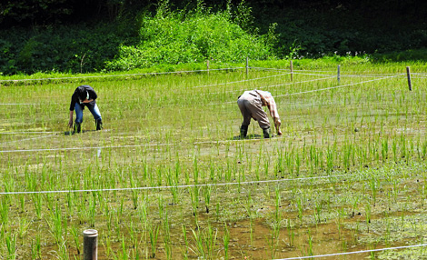 マイ田んぼ
