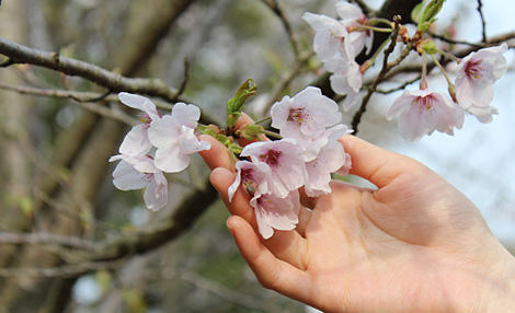 桜守（さくらもり）