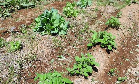 職と農をつなげる─ホームレス農園