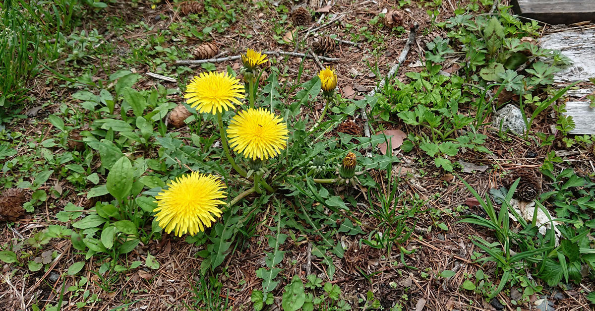 野に咲く草花