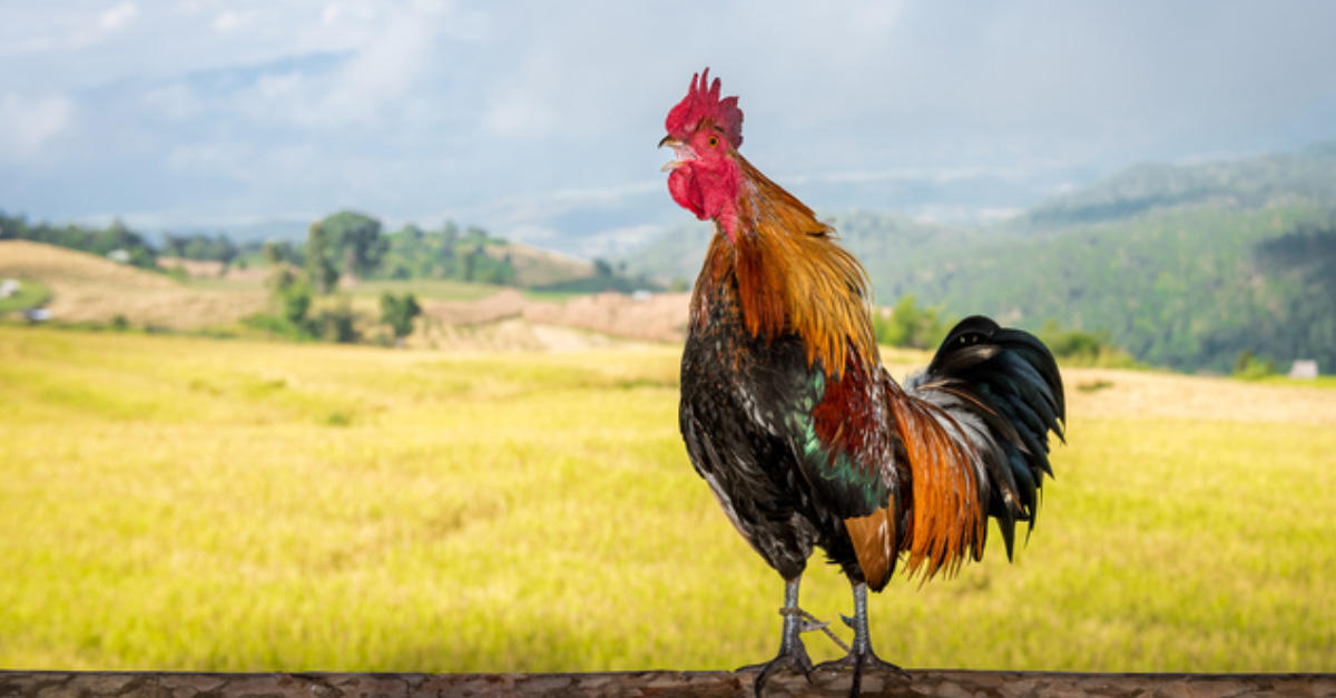朝型ですか、夜型ですか