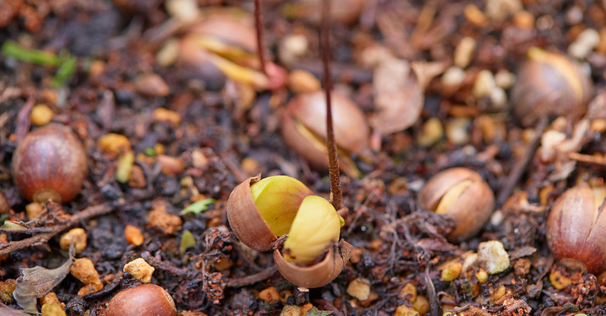 ひと粒のどんぐりから