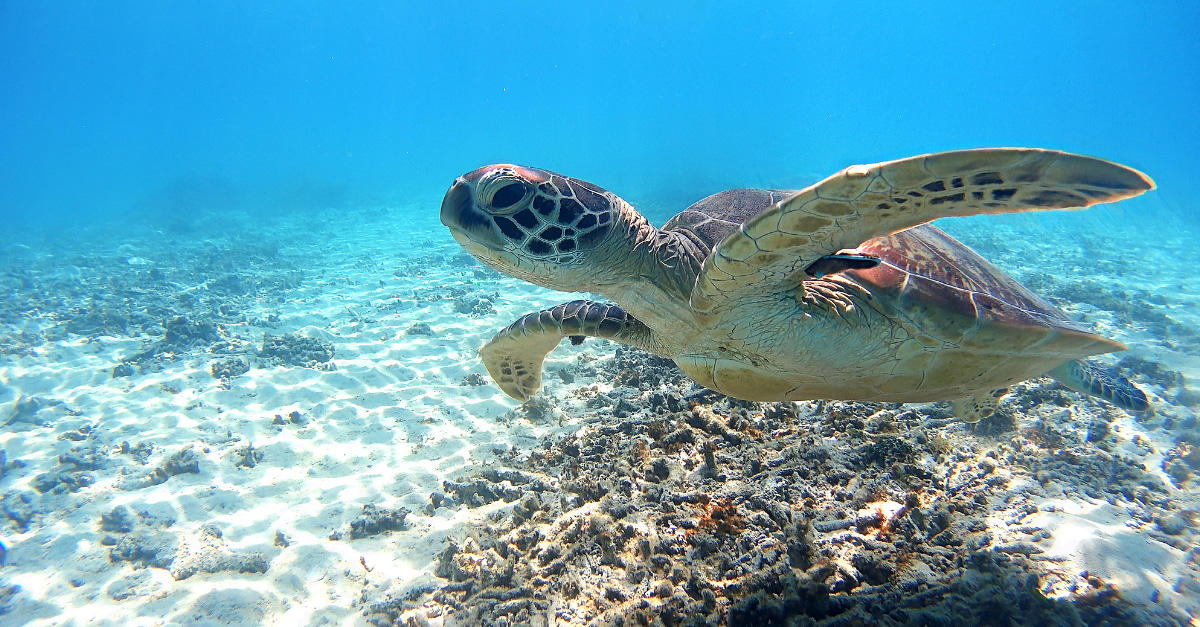 動物たちの意外な日常