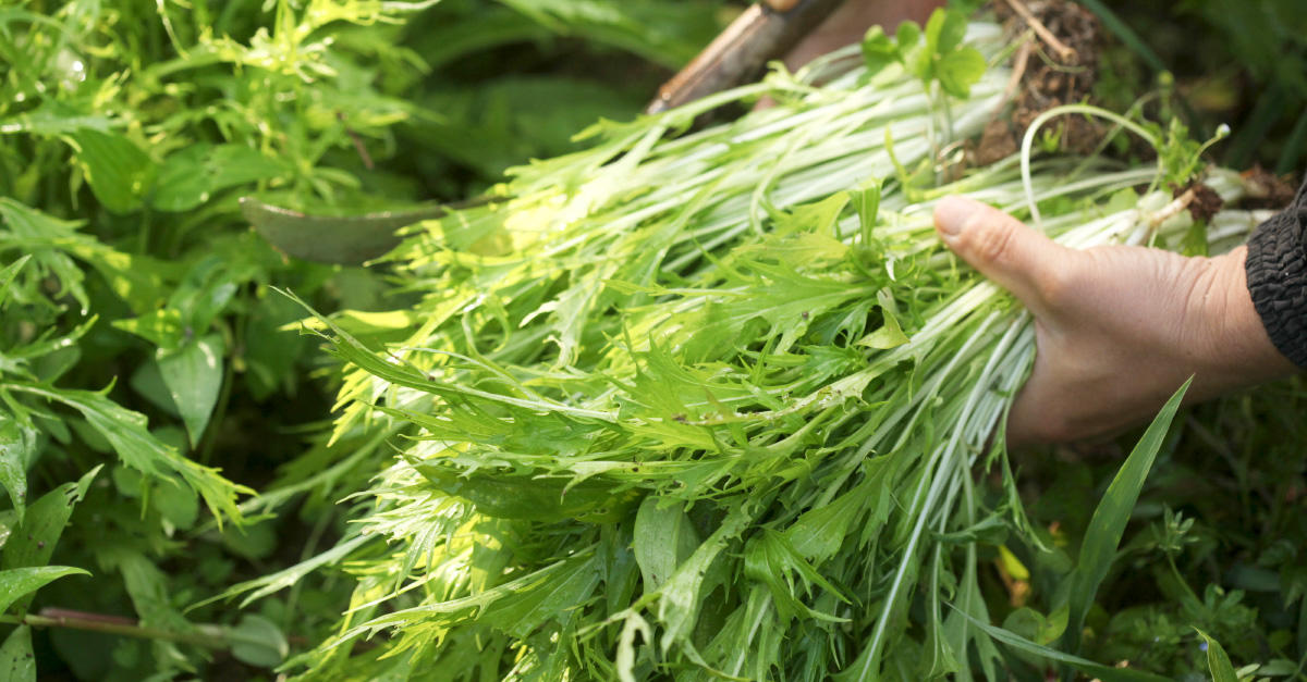 地方野菜と伝統野菜