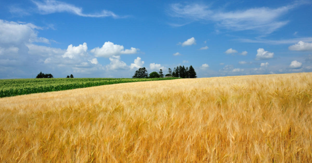 初夏の秋、麦秋。
