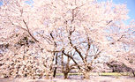 桜に込める祈り