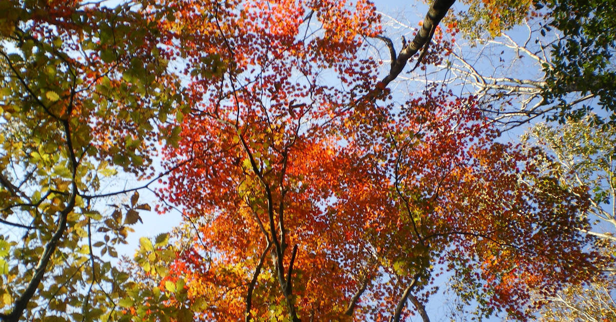 ありがとうのリレー