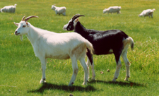 カシミヤ素材について教えてください 無印良品 カシミヤ素材について教えてください 無印良品